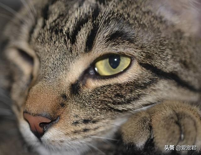 铲屎官怕仓鼠怎么办,铲屎官害怕猫呕吐