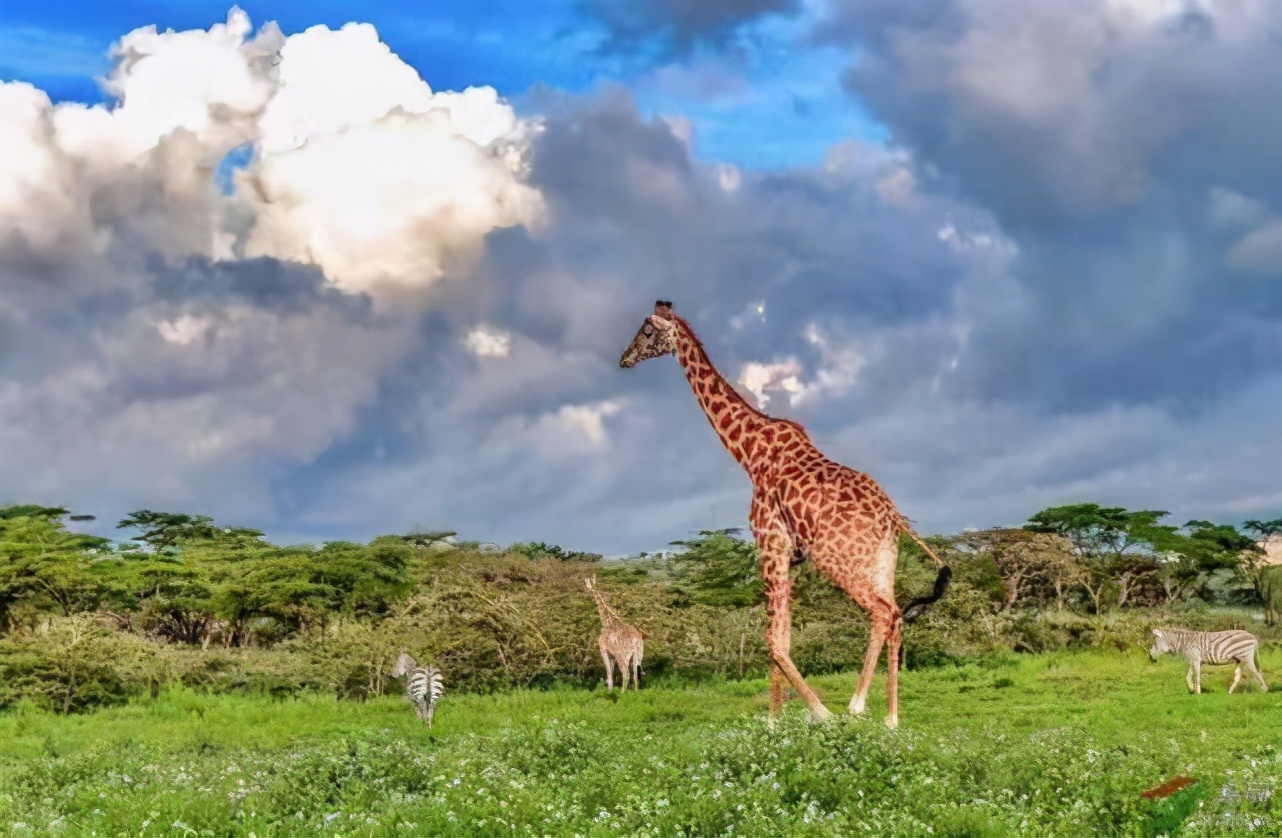 被称为“非洲最强挖掘机”的它，挖洞速度比6个人还快