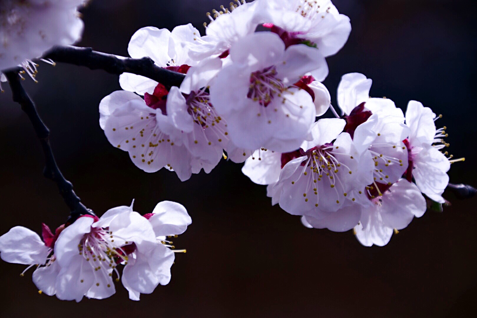 漂亮的杏花在枝头绽放,杏花盛开姹紫嫣红春意盎然