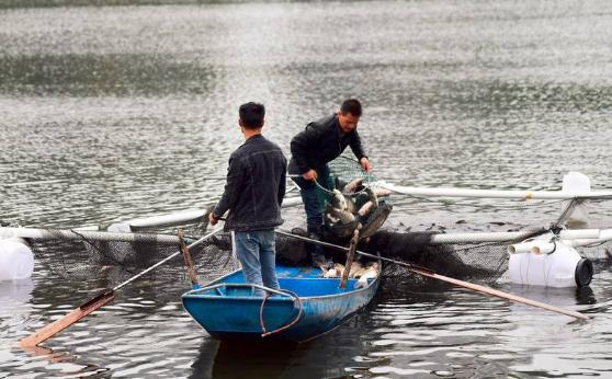 此鱼有“强盗”的外号，只因以植物为食，在国外沦为“拓荒者”