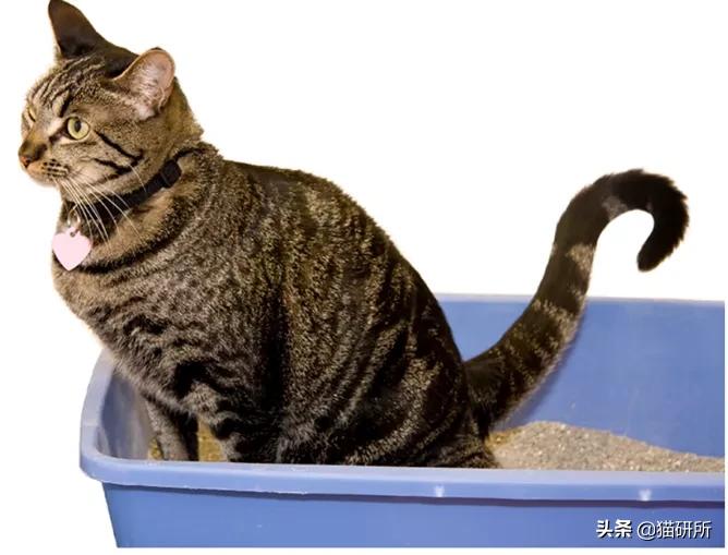 猫咪自发性膀胱炎可以吃止疼药么,猫咪急性膀胱炎可以吃什么药