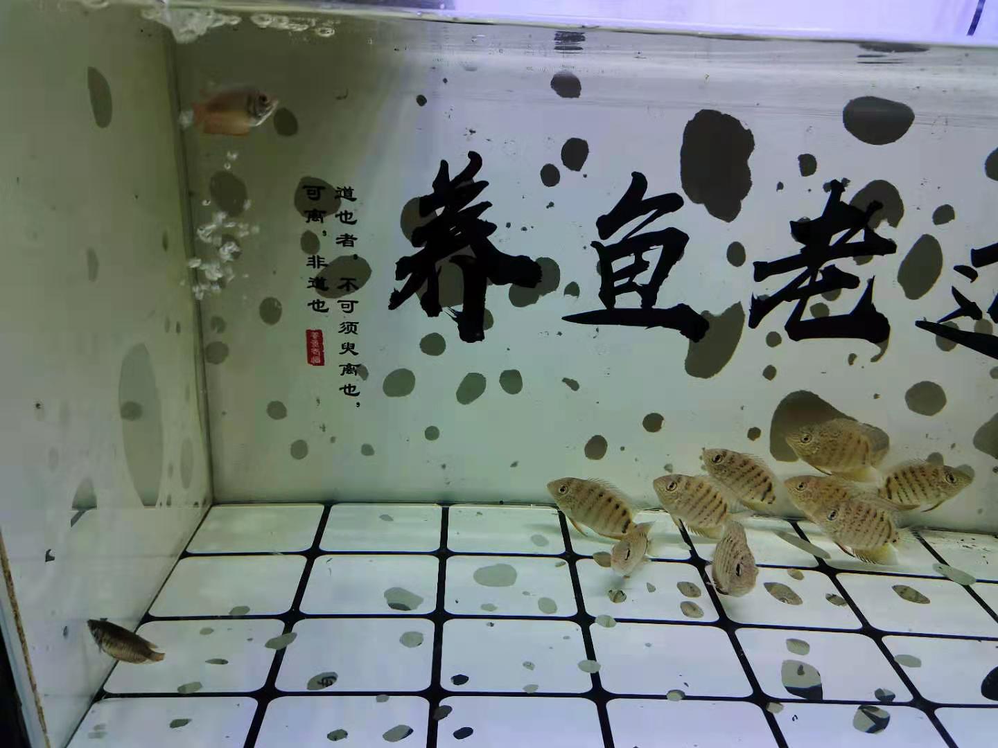 买观赏鱼全额退款,观赏鱼千万别乱买