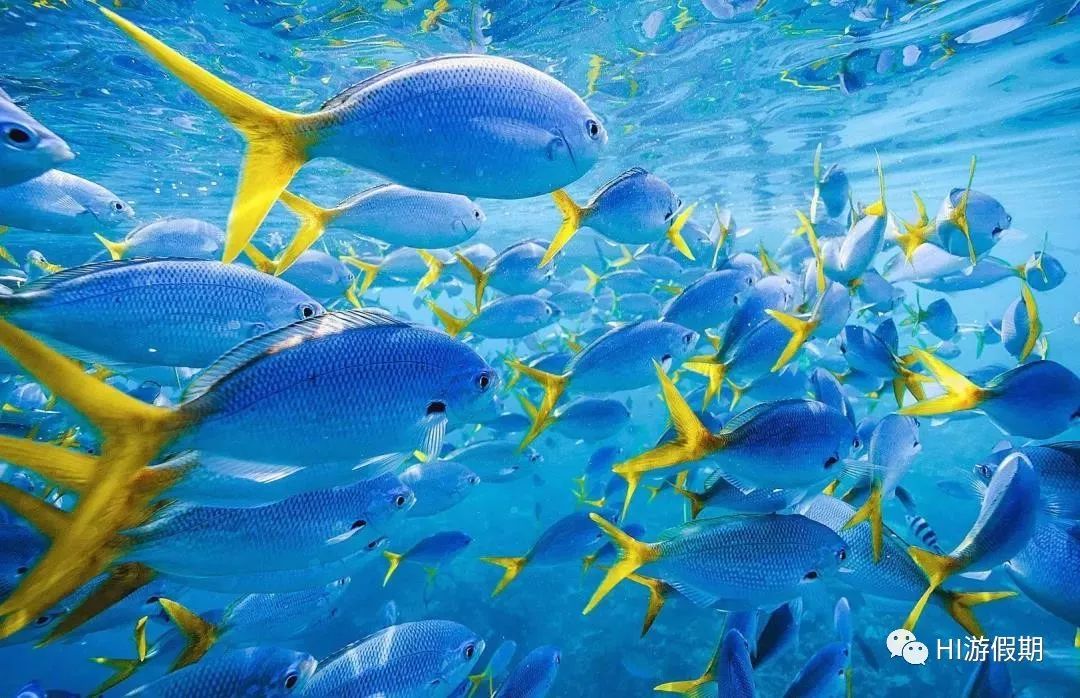 帕劳海底世界美人鱼,美人鱼和帕劳