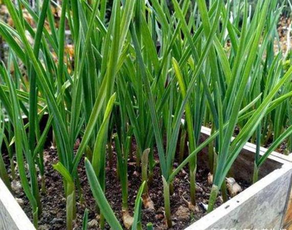 大蒜为什么倒苗,大蒜面包蒜发生原因及防治措施