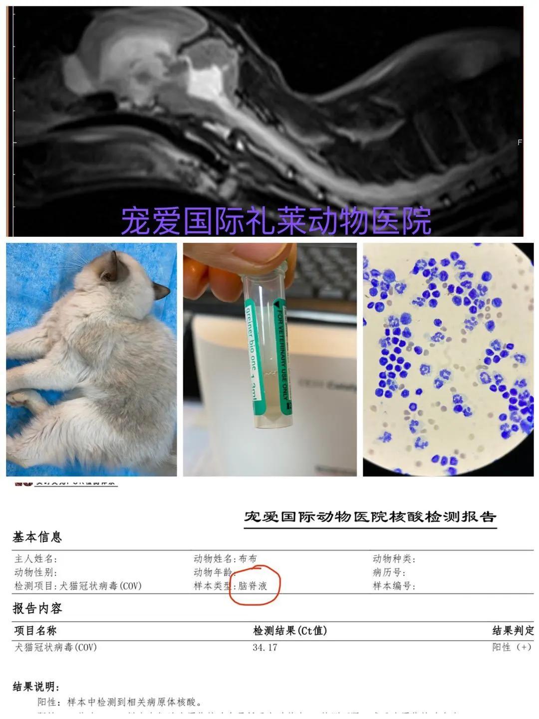 猫咪生病铲屎官上班怎么办,铲屎官治什么病