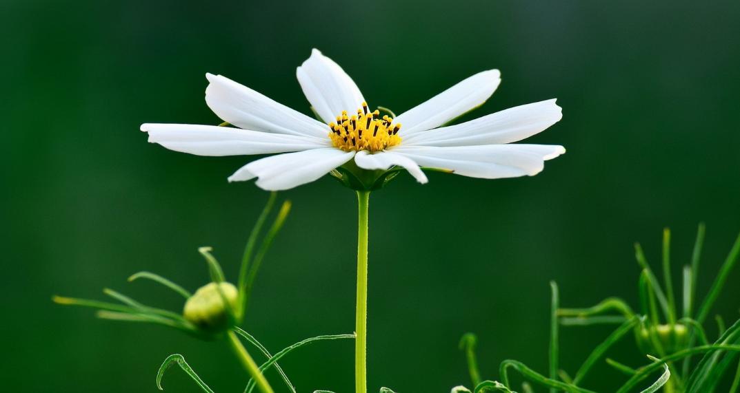 高度自律的摩羯座男,摩羯座自律最强的星座女生