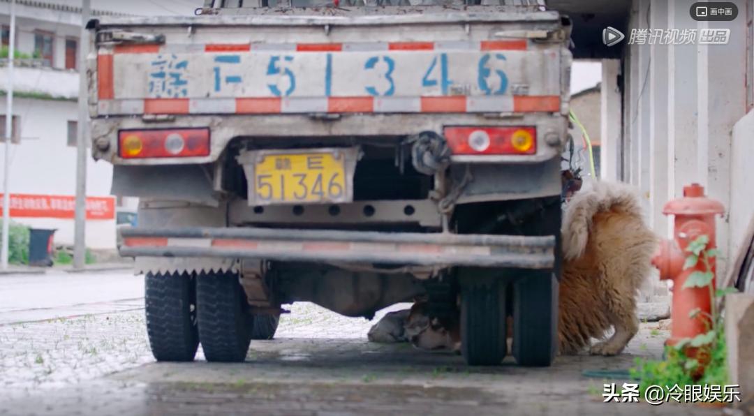 小动物永远都幸福,小动物长得最美也最可爱