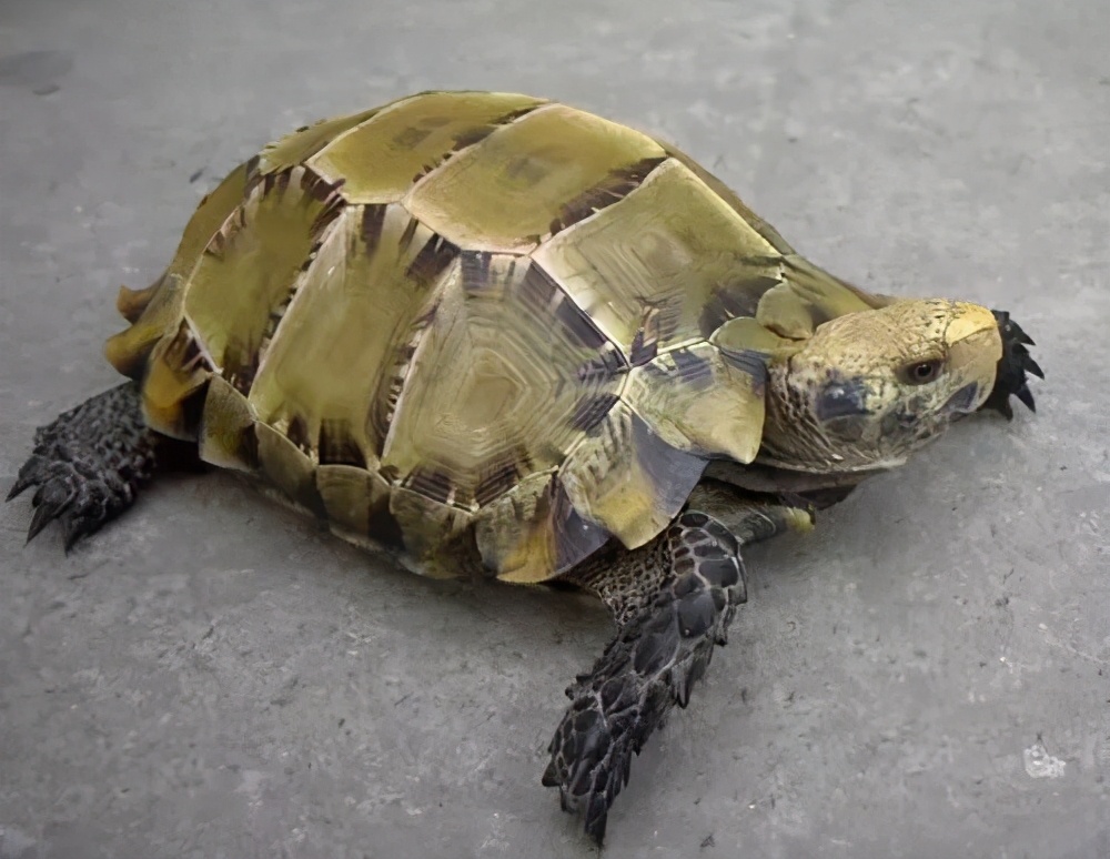 龟类大百科,大眼睛龟类