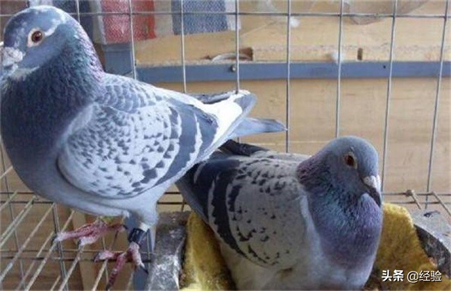 鸽子养殖的误区,鸽子养殖厂家联系电话