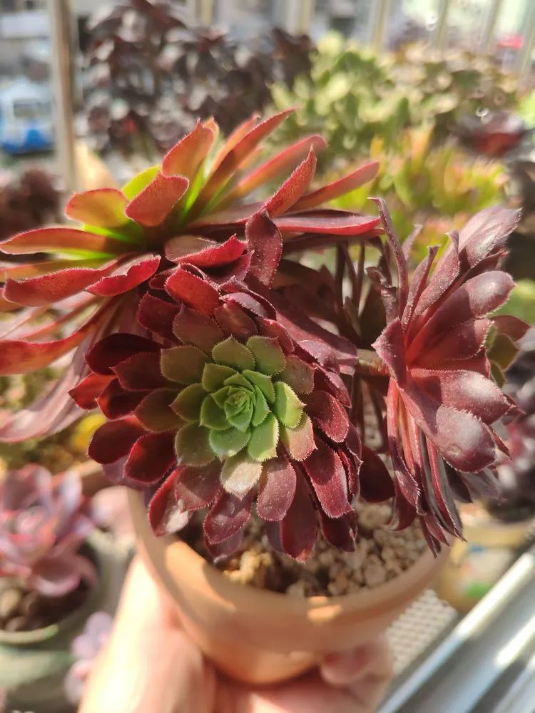 每一棵多肉都承载了一段时光,每一棵多肉都是独一无二