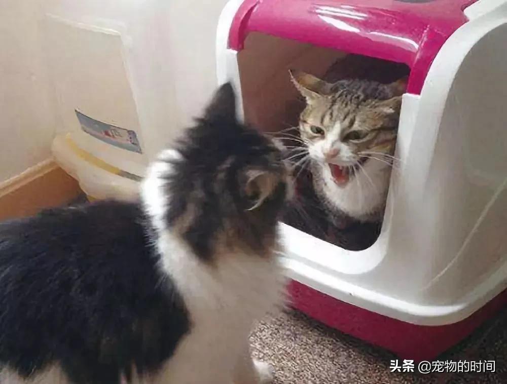 为什么你的猫不会咬你,为什么你的猫不喜欢叫