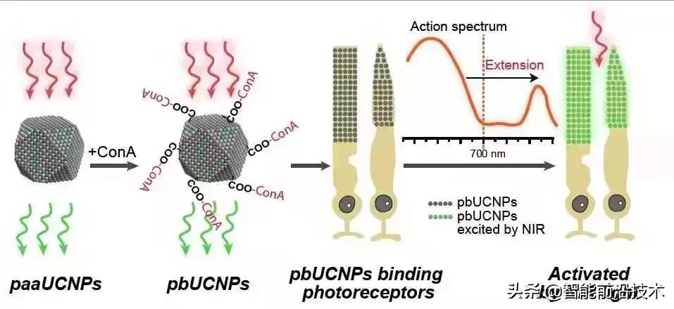 突破视觉极限！打一针就能看见红外线，中国科学家打造超能力鼠