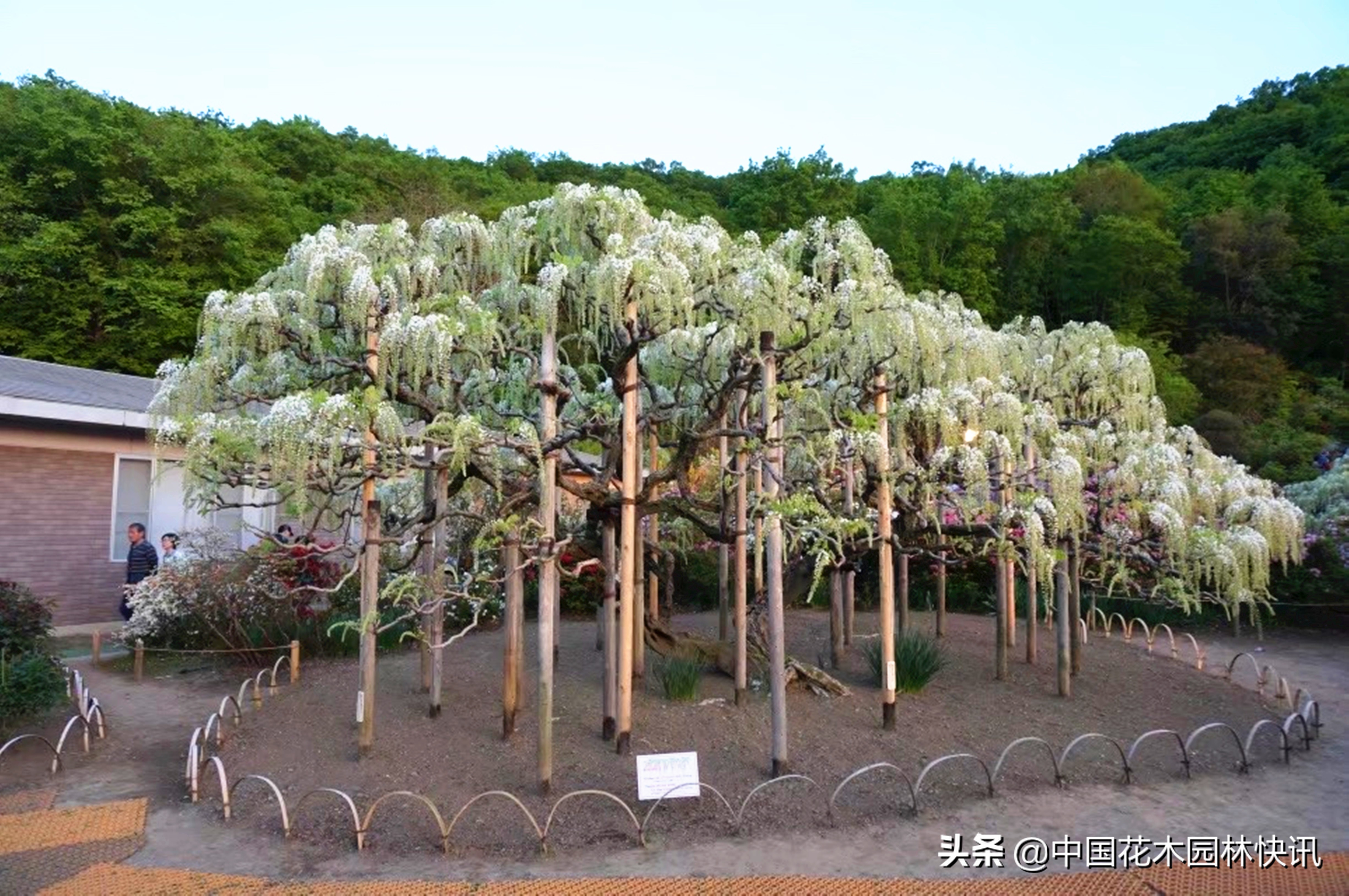日本最美紫藤园,日本紫藤花美景