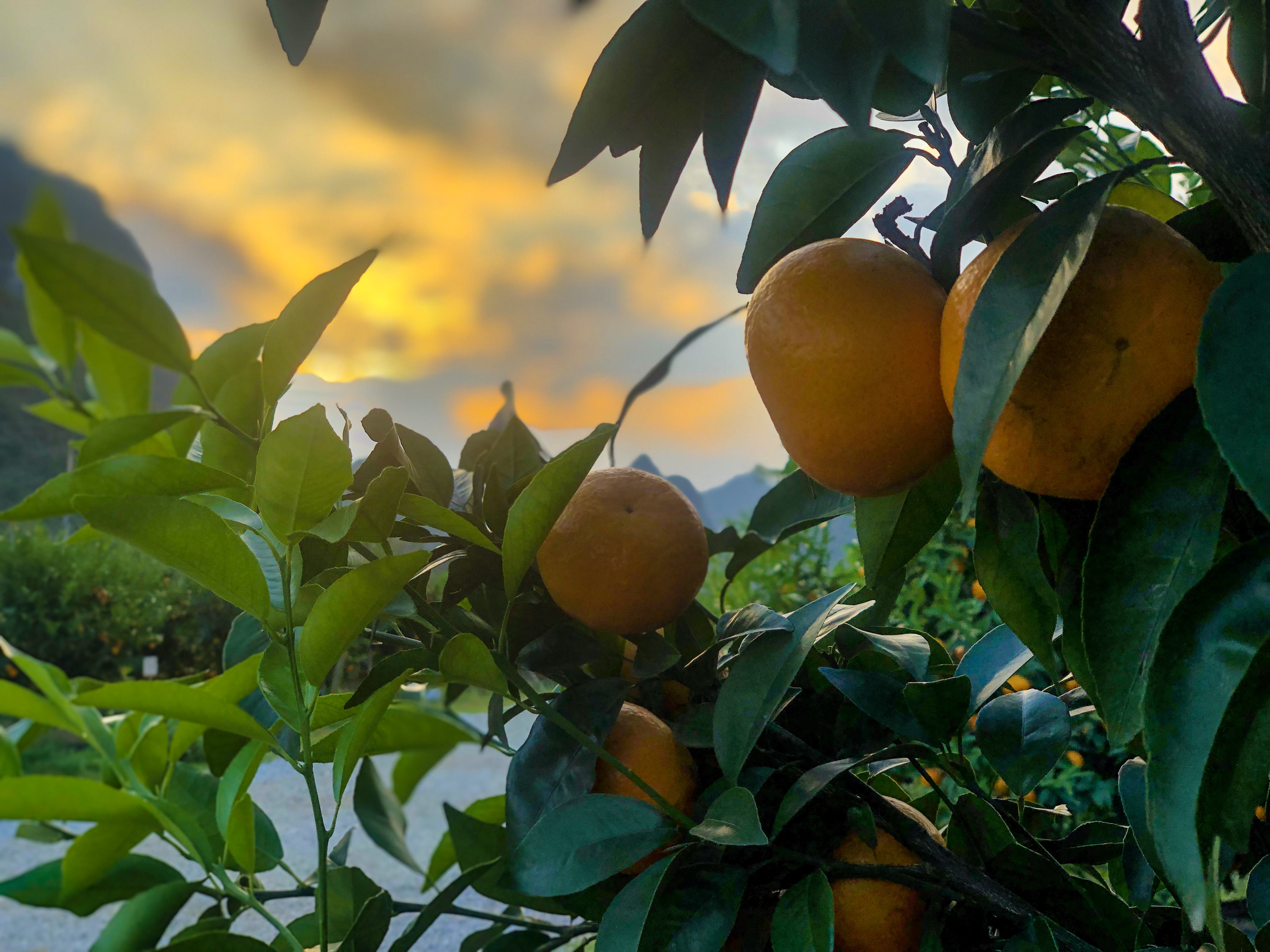 扶贫产品销路助农增收,土货出深山