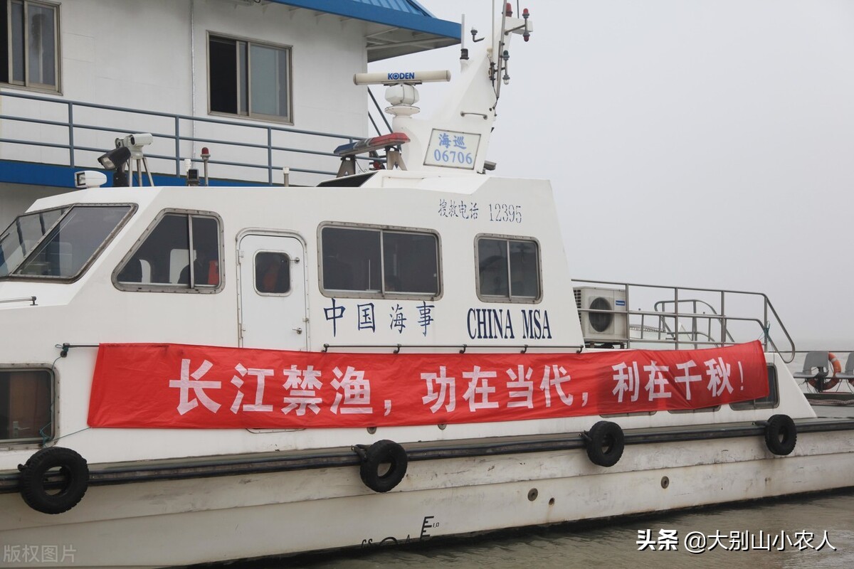 甲鱼枪打甲鱼浮头打什么位置,甲鱼枪打甲鱼全过程