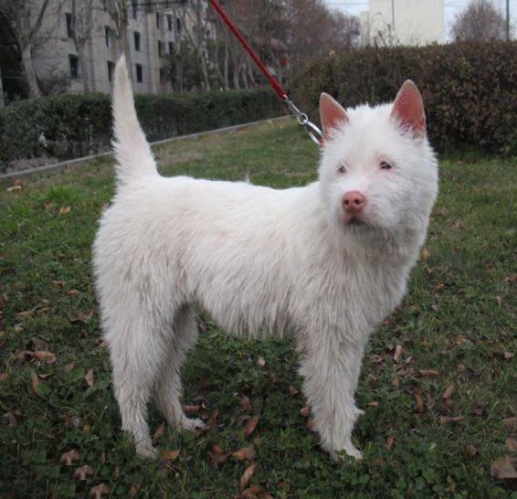 狩猎能力最强的猫,最凶残的下司犬排名