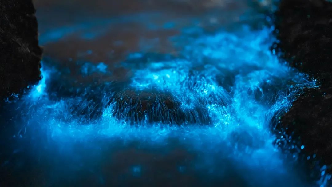 “蓝眼睛”迎来大爆发！现实版“奇幻漂流”，大海已经美成星河