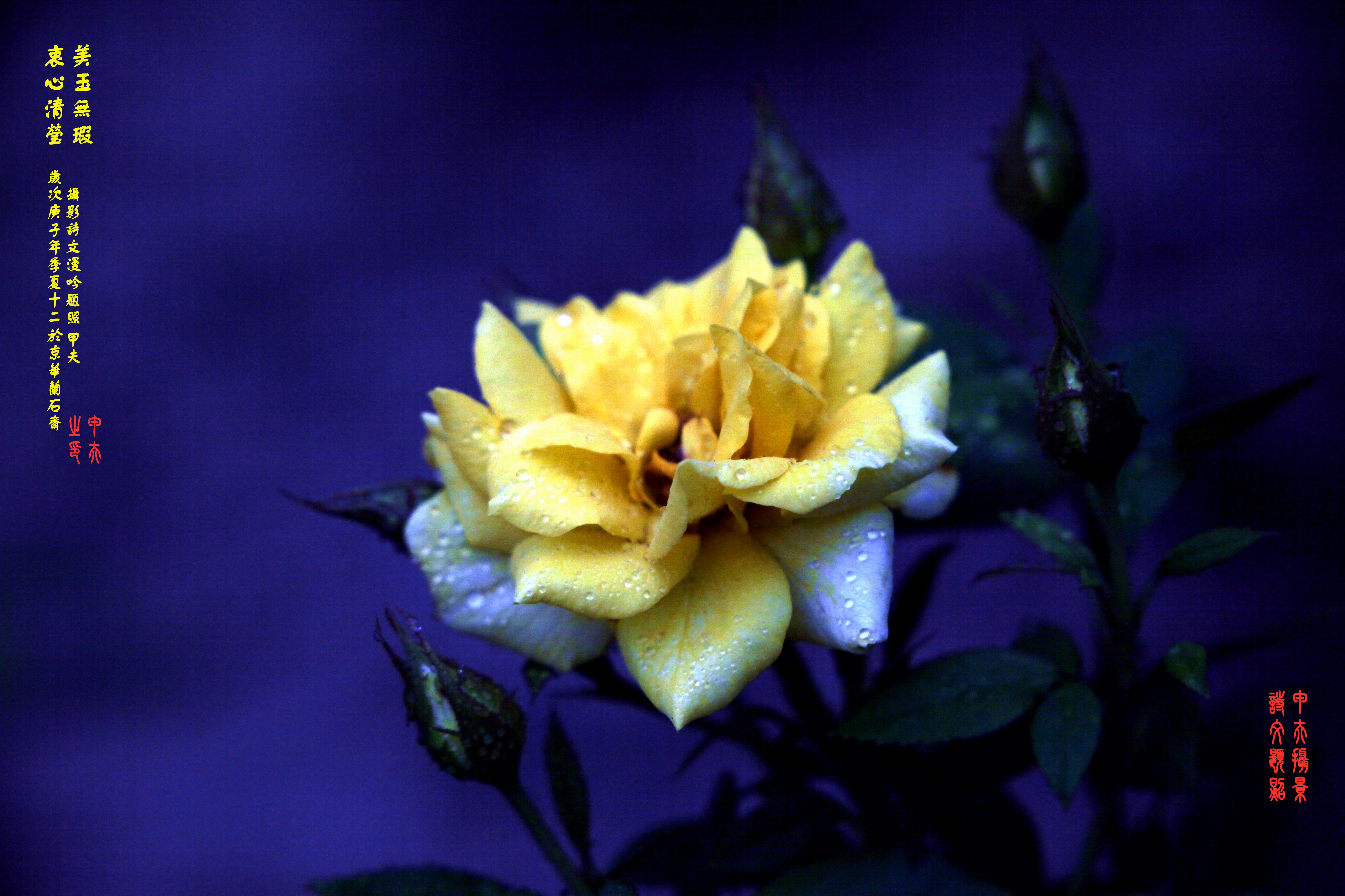 鐢插か鎽勫奖浣滃搧,鐢插か鎽勫奖浣滃搧鍥剧墖