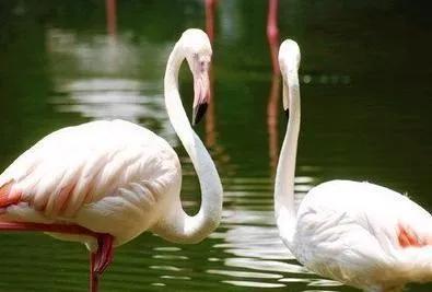 广州动物园搬迁,广州动物园要关闭了吗