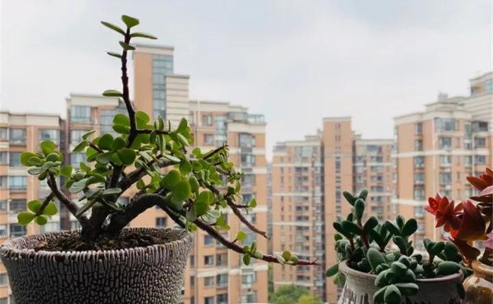 刚买的花，发蔫落苞加黄叶！为什么呢？多半是放错了位置