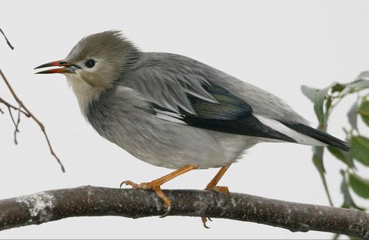 广东常见鸟类图谱和名称图文,东江揽胜鸟类