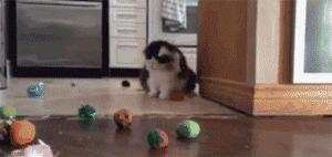 最好养的猫奶牛猫,奶牛猫受欢迎