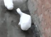 冷知识鹅,冷知识白鹅