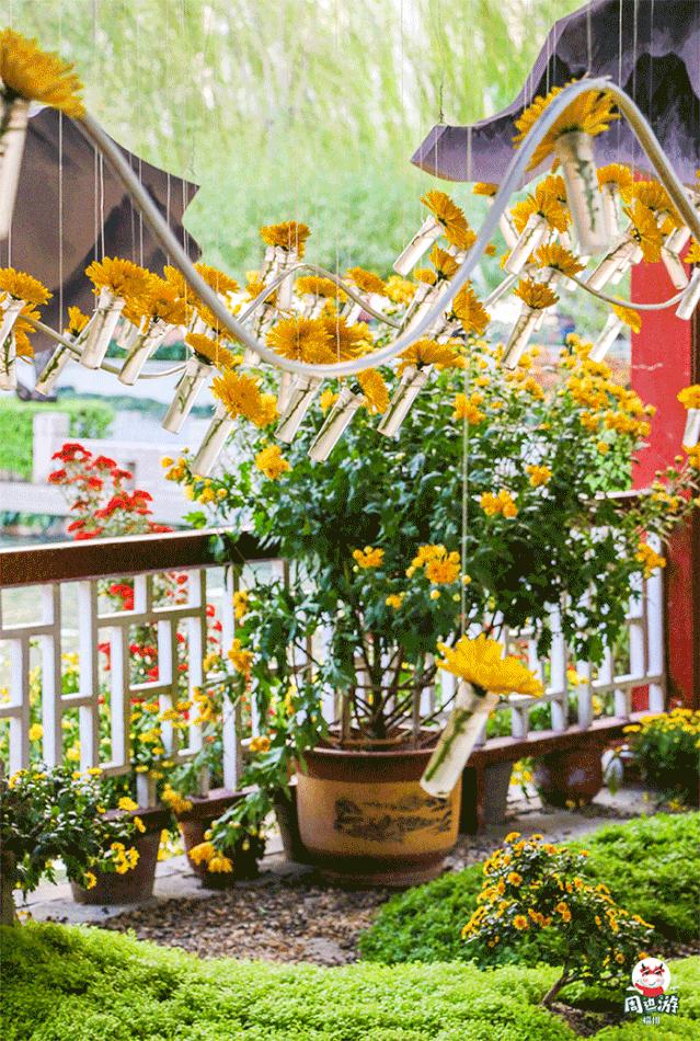 福州菊花展21年还有吗,福州西湖菊花展人山人海