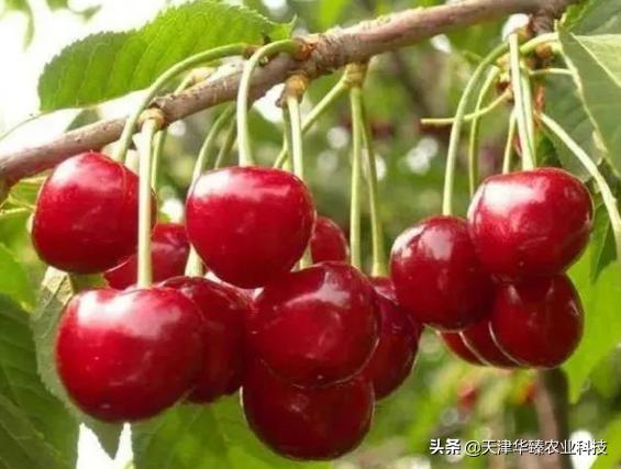 樱桃死枝和黄叶怎么治,樱桃树缺铁性黄化