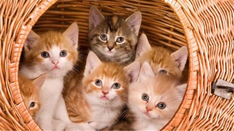 准备怀孕养猫的好处和坏处,家里养猫养狗的好处和坏处