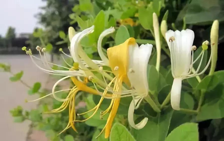 一次性摘各种各样的水果,一次性种很多草莓会怎么样