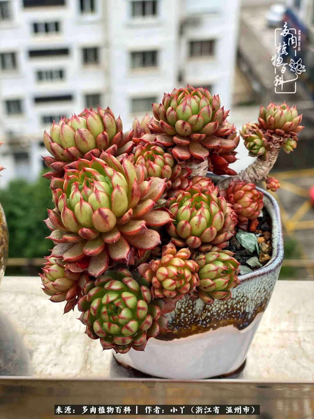 祖上无院家里无矿，一腔浪漫情怀付诸楼顶造花