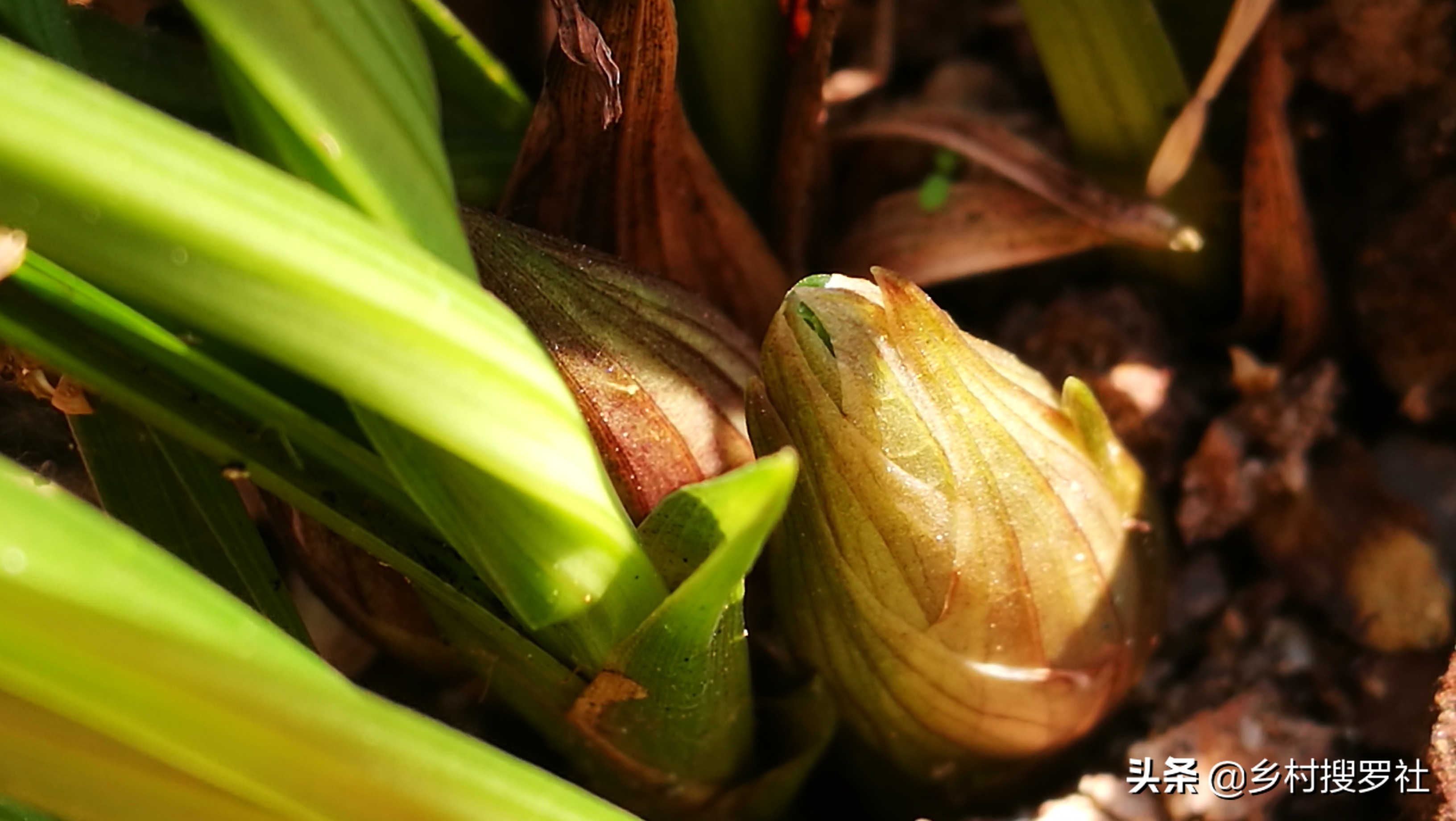 兰花出花苞冬季怎么管理和养护,兰花有花苞后如何养护和管理