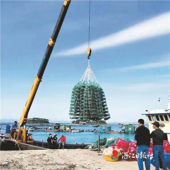 不孕不育更好吃？这种湛江生蚝无心恋爱专注长肉