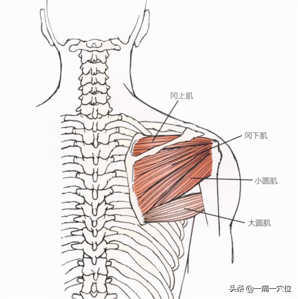 肘关节撑在桌上疼,治疗肩膀痛和胳膊肘痛的有效方法
