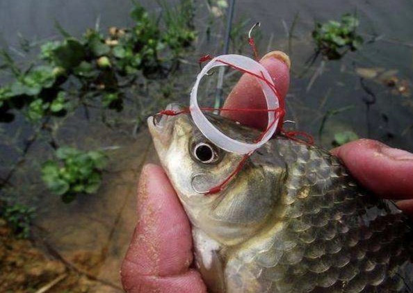 小爆炸钩夜钓大板鲫效果如何,最新款小爆炸钩钓大板鲫