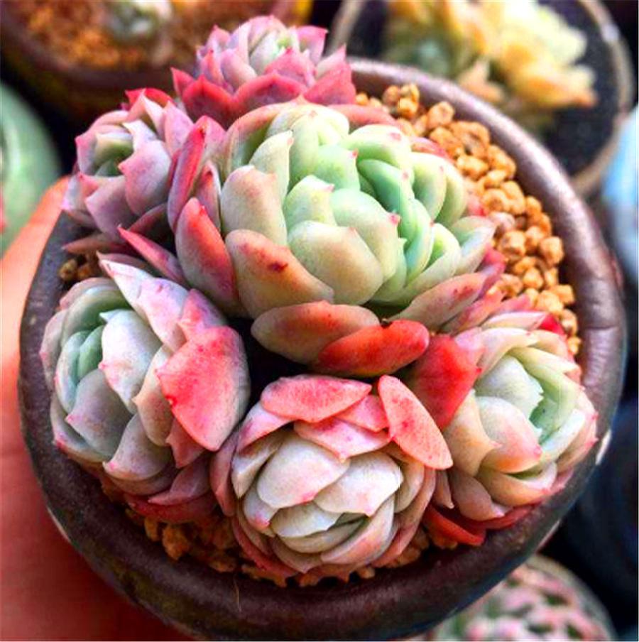 多肉冰梅的养殖方法和注意事项,多肉冰梅夏天好度夏吗