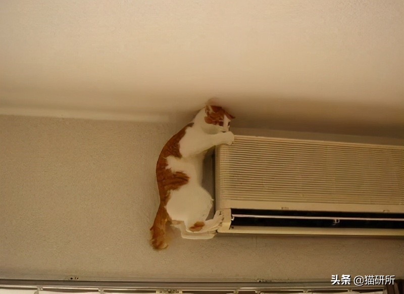 猫咪夏季好物推荐平价,猫咪防抓好物推荐