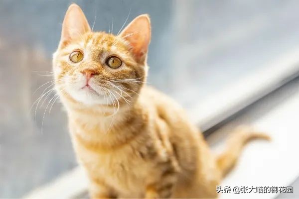 猫咪生过小猫还要绝育吗,为什么不建议猫生一窝再绝育