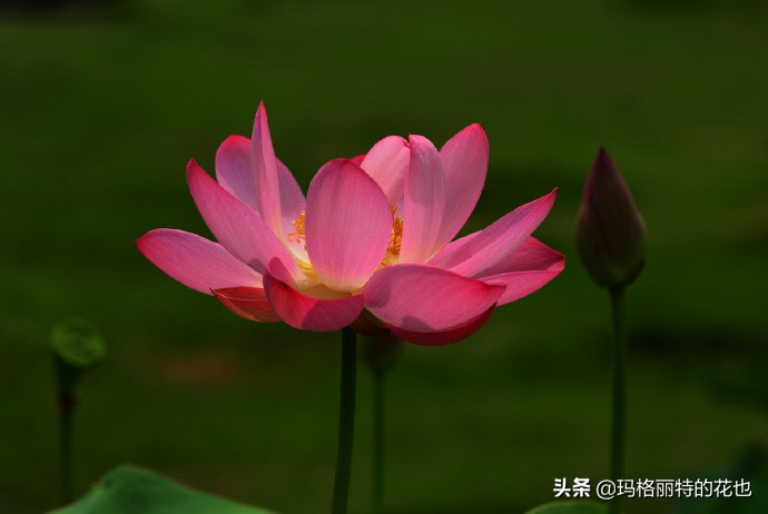 历史悠久的十大名花（海量美图），你选哪个做国花？