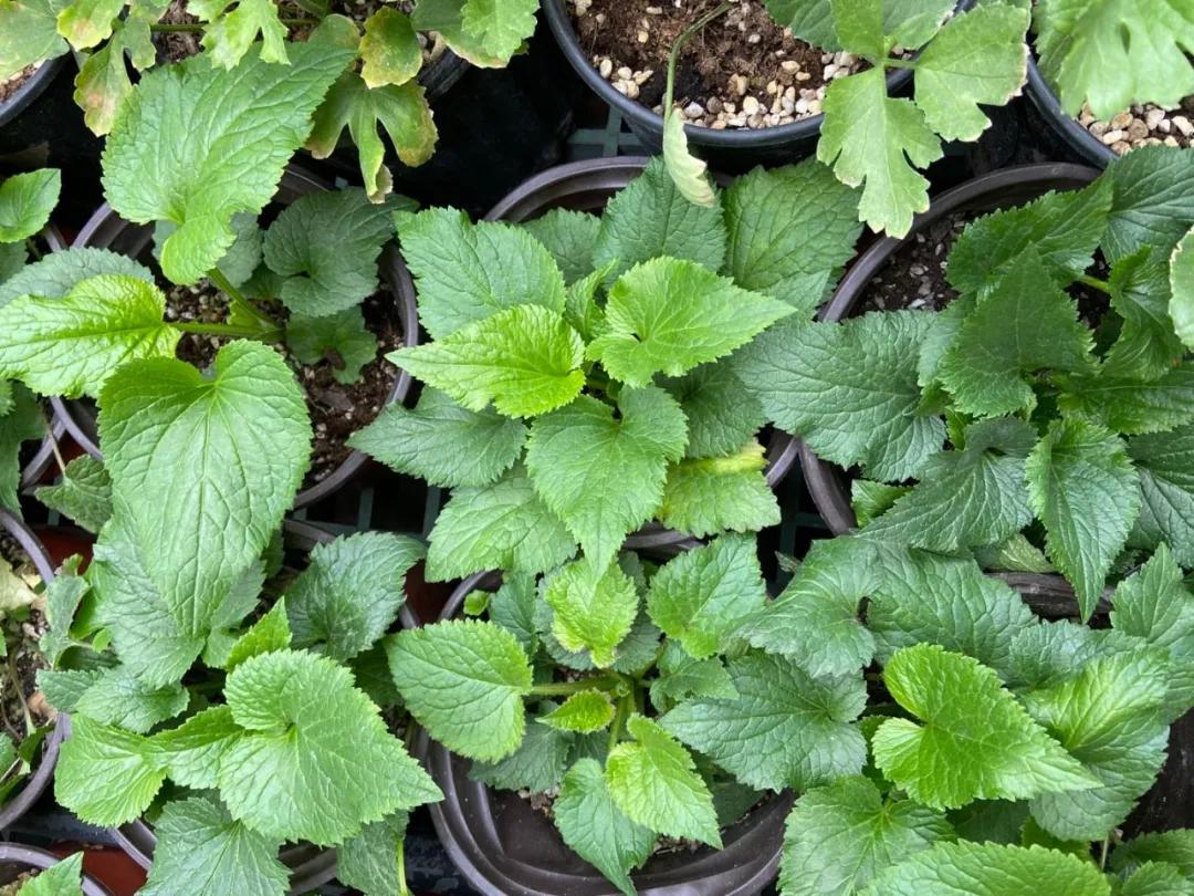 做好这三点你才能成事,做好这三点淡斑效果翻倍