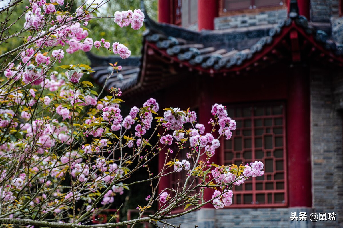 世说新语原文和译文,世说新语原文及翻译陈太丘与友期