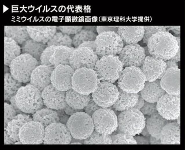 病毒巨型病毒,病毒出现超级变异