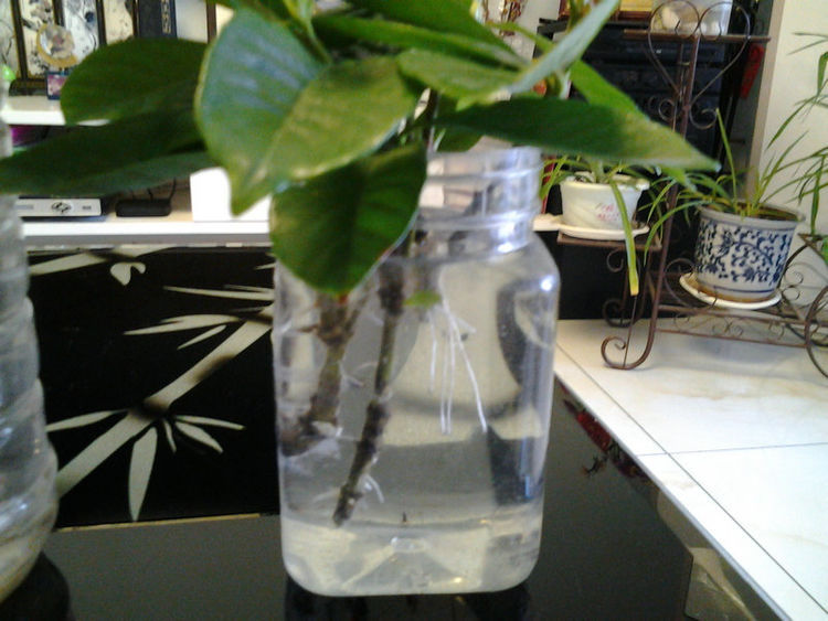 水培栀子花正确方法,栀子花水培生根