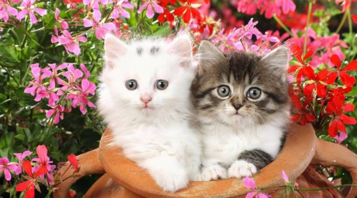 养猫到底哪些需要买哪些不必买,新手养猫适合养哪种钱少