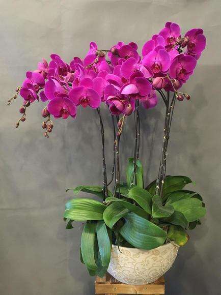 蝴蝶兰的根壮,蝴蝶兰的根壮但是前面根是黑色的