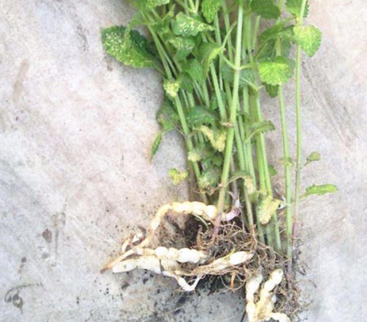 农地里有1种“地环”,比车前草顽强,1斤卖20元,珍贵、值钱