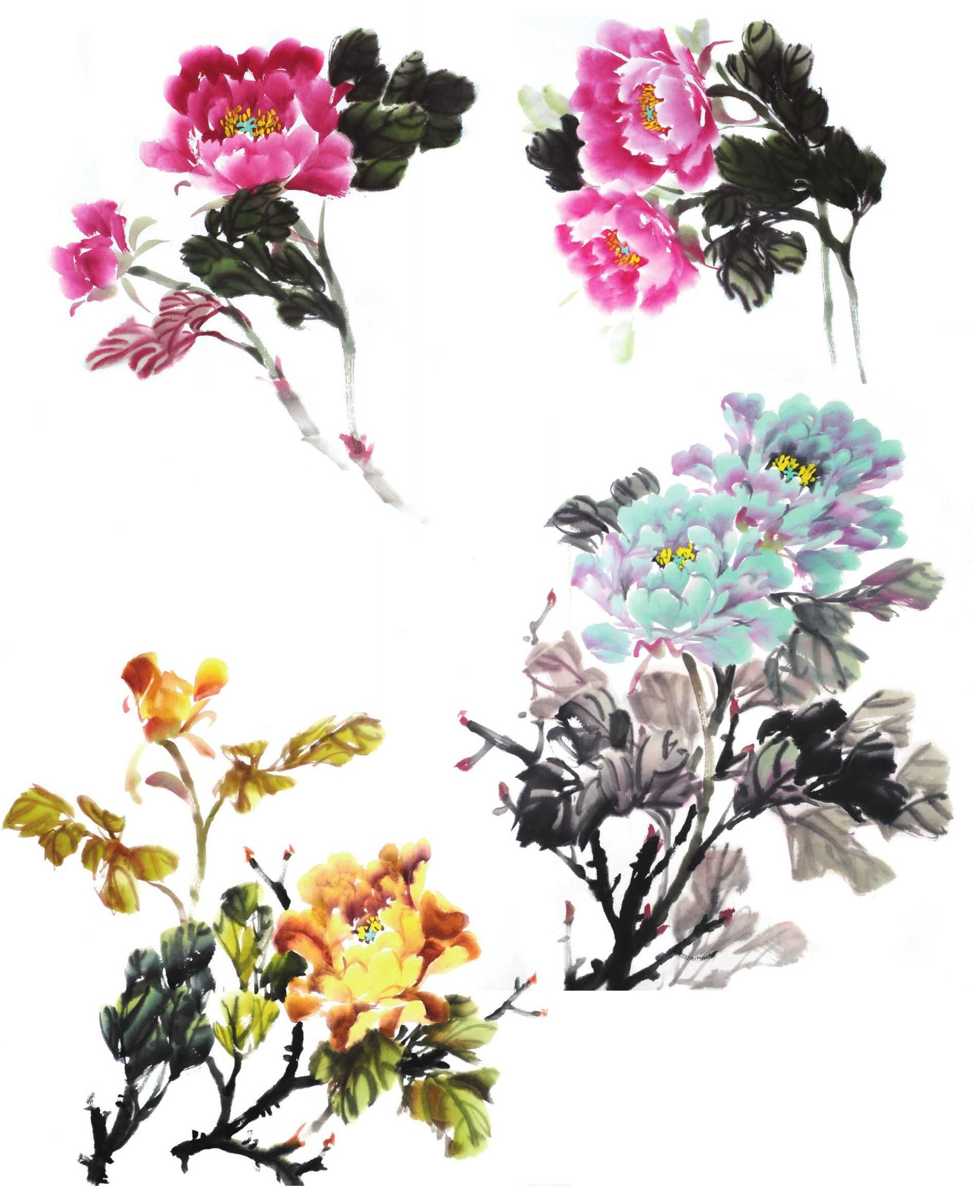 国画零基础牡丹画法步骤图解,国画零基础入门教程牡丹的画法