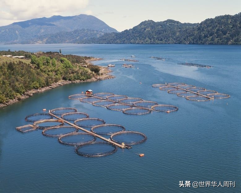 买回家的三文鱼如何防止寄生虫,活三文鱼寄生虫