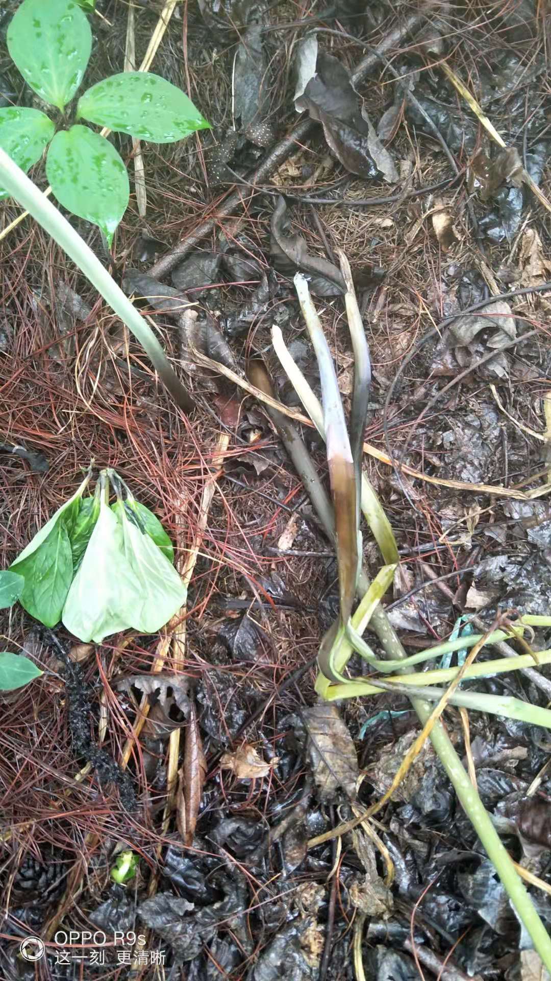 重楼烂根死苗的防治方法,重楼茎腐烂怎么办